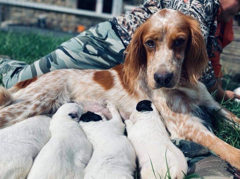 chiot Setter Anglais de la ferme de belou